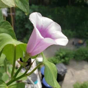 Meet your Posher, Henrietta